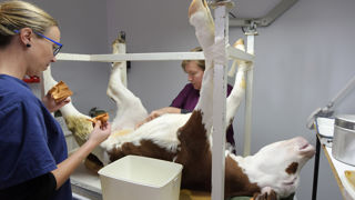 Etre véterinaire en zone rurale implique de soigner des animaux des villes et des champs. Etre véterinaire en zone rurale implique de soigner des animaux des villes et des champs.